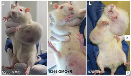 ratten-tumor
