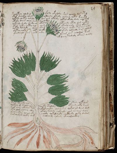 Voynich-Manuskript-botanik