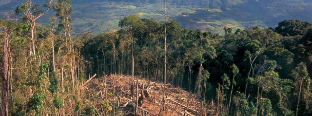 regenwald-abholzung-peru