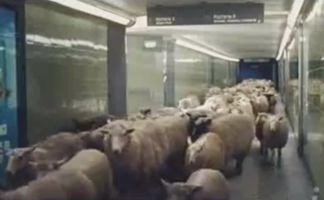 bankkunden-schafe