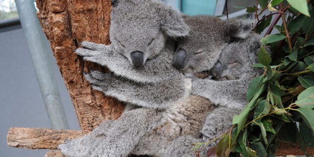 koala-kuscheln