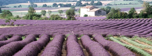 lavendelfeld-provence