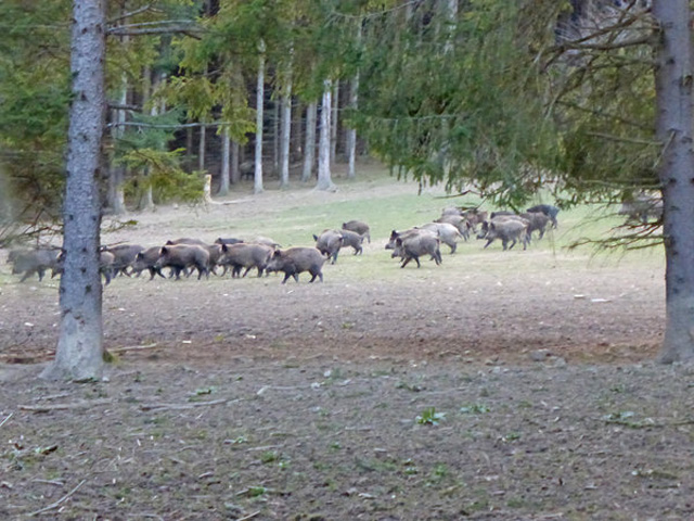 oesterreich-prominente-wildschweinjagd