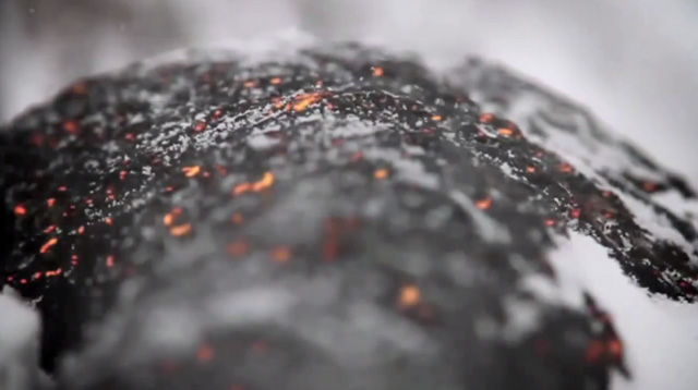 feuer-baeume-schnee