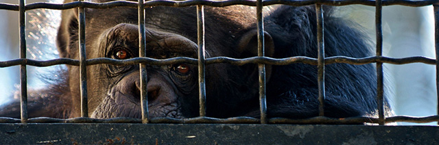 zoo-deutschland-psychopharmaka