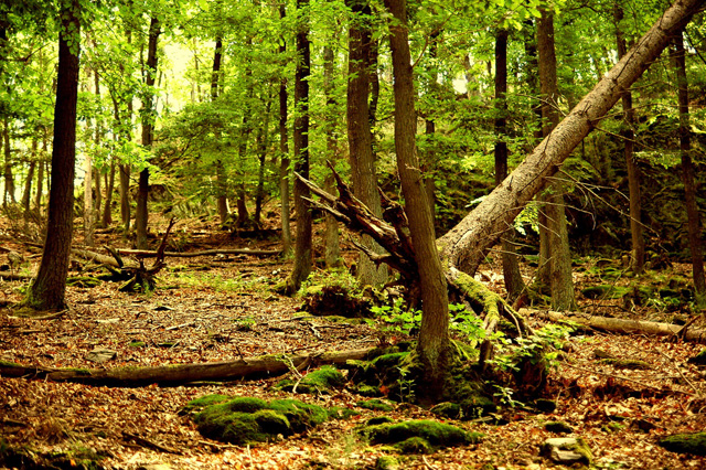 wald