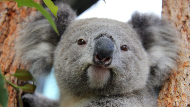 australien-koala-baeren