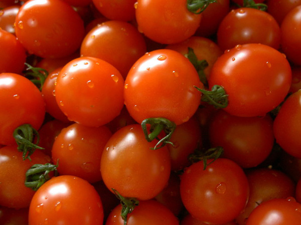 saatgut-patente-tomate