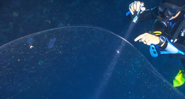 tintenfisch-unterwasser
