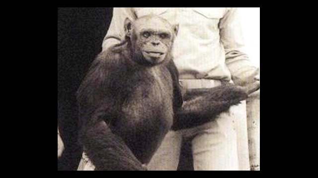 Wissenschaftler Haben Ersten Mensch Affe Hybriden Erschaffen Pravda Tv Lebe Die Rebellion
