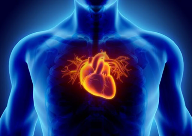 Gesundheit: Naturheilmittel Strophanthin packt Herzinfarkt beherzt an seiner Wurzel